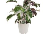 Calathea Fusion White 40-60 Cm - Pianta D'appartamento A Cesto Marante, Adatta Agli Animali Domestici, Facile Da Curare, Decorativa Per Il Soggiorno E L'ufficio