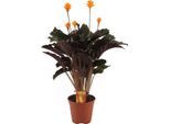 Calathea Crocata Ca. 40 Cm - Pianta D'appartamento - Cesto Marant - Pianta Verde - Purificante Dell'aria - Adatta Agli Animali Domestici - Adatta Agli Interni