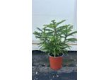 2 Pezzi Di Abete Da Interno Araucaria Hawaii 50-70 Cm - Pianta D'appartamento Esotica - Il Vostro Richiamo Verde In Salotto