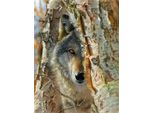 Sunsout Puzzle Xxl Pezzi Incontro Con Il Lupo 500 Pezzi