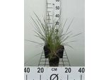 6 X Muhlenbergia Capillaris - Erba Pipa - Vaso 9 X 9 Cm