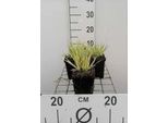 6 X Molinia Caer. 'Variegata' - Erba Di Pipa Striata - Vaso 9 X 9 Cm