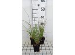 6 X Muhlenbergia Rigens - Erba Pipa - Vaso 9 X 9 Cm