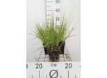 6 X Molinia Caer. 'Heidebraut' - Erba Pipa - Vaso 9 X 9 Cm