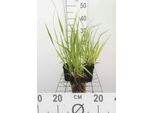 6 X Molinia Arund. Karl Foerster" - Riesenpfeifengras - Topf 9 X 9 Cm"