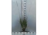 6 X Molinia Arundinacea ( Altissima) - Erba Pipa - Vaso 9 X 9 Cm