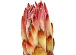 Compacta Pink Fiori Secchi 25 Pezzi Decorazione Esotica, 25 Pezzi