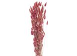 Coda Di Coniglio Erba Fiori Secchi Decorazione Matrimonio Boho Velluto Erba Soggiorno Vaso