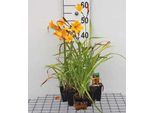 6 X Hemerocallis Hybr. 'Corky' - Daylily - Vaso 9 X 9 Cm