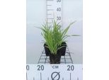 6 X Hemerocallis Hybr. 'Lemon Bells' - Taglily - Topf 9 X 9 Cm