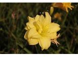 6 X Hemerocallis Hybr. 'Double River Wye' - Taglily - Topf 9 X 9 Cm