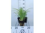 6 X Hemerocallis Hybr. 'Pink Damask' - Daylily - Vaso 9 X 9 Cm