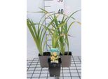 6 X Hemerocallis Hybr. 'Chicago Sunrise' - Daylily - Vaso 9 X 9 Cm