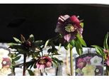6 X Helleborus O 'Red Hybrids' - Rosa Lenticchia - Vaso 9 X 9 Cm