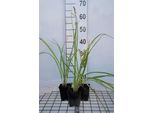 6 X Hemerocallis Hybr. 'Frans Hals' - Daylily - Vaso 9 X 9 Cm