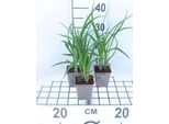 6 X Hemerocallis Hybr. 'Lilioasphodelus' (Flava) - Daylily - Vaso 9 X 9 Cm