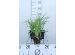 6 X Hemerocallis Hybr. 'Stella D'oro' - Daylily - Vaso 9 X 9 Cm