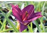 6 X Hemerocallis Hybr. 'Summer Wine' - Daylily - Vaso 9 X 9 Cm