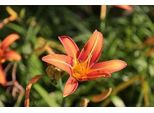 6 X Hemerocallis Hybr. 'Rajah' - Daylily - Vaso 9 X 9 Cm X 9 Cm