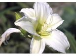 6 X Hemerocallis Hybr. 'Light The Way' - Taglilie - Topf 9 X 9 Cm