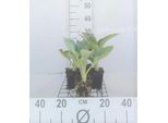 6 X Hosta Hybr. 'Big Daddy' - Hosta - Vaso 9 X 9 Cm