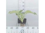 6 X Hosta Hybr. 'Blue Angel' - Hosta - Vaso 9 X 9 Cm