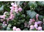 6 X Lamium Mac. 'Roseum' (Carneum) - Ortica Morta - Vaso 9 X 9 Cm
