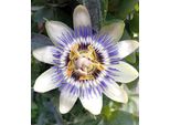 Passionsblume Passiflora Purple Haze 40 -60 Cm Violett