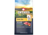 Ontario Senior Mini Lamm