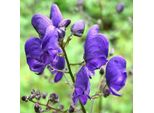 6 X Monachella Blu - Aconitum Napellus | Vaso 9Cm X 9Cm
