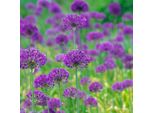 6 X Porro Gigante - Allium 'Purple Sensation' | Vaso 9 Cm X 9 Cm