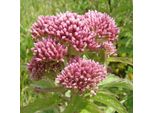 6 X Eupatorium Maculatum 'Riesenschirm' | Vaso 9 Cm X 9 Cm