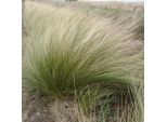 6 X Erba Piuma A Foglie Sottili - Stipa Tenuifolia | Vaso 9Cm X 9Cm