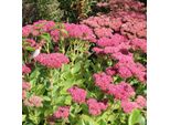 6 X Sedum Alto - Sedum 'Herbstfreude' | Vaso 9 Cm X 9 Cm