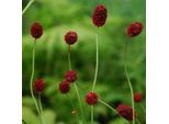 6 X Pimpinella - Sanguisorba Officinalis 'Tanna' | Vaso 9 Cm X 9 Cm