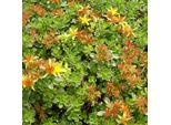 6 X Sedum Floriferum 'Weihenstephaner Gold' | Vaso 9 Cm X 9 Cm