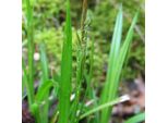 6 X Sedge Del Legno - Carex Sylvatica | Vaso 9Cm X 9Cm