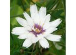 6 X Campanula Bianca - Catananche Caerulea 'Alba' | Vaso 9 Cm X 9 Cm