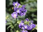 6 X Scala Di Giacobbe - Polemonium Caeruleum | Vaso 9Cm X 9Cm