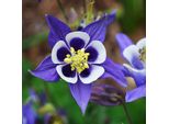 6 X Aquilegia Selvatica - Aquilegia Vulgaris | Vaso 9Cm X 9Cm