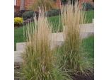 6 X Erba Da Equitazione Karl Foerster - Calamagrostis Acutiflora 'Karl Foerster' | Vaso 9Cm X 9Cm