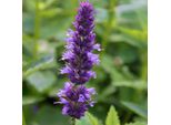 6 X Ortica Profumata All'anice - Agastache Foeniculum | Vaso 9Cm X 9Cm