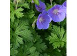 6 X Geranio Himalayano - Geranium Himalayense | Vaso 9Cm X 9Cm