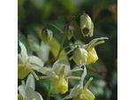 6 X Fiore Delle Fate Giallo Zolfo - Epimedium Versicolor 'Sulphureum' | Vaso 9Cm X 9Cm