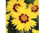 6 X Coreopsis Lanceolata 'Sterntaler' | Vaso 9 Cm X 9 Cm