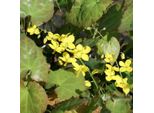 6 X Fiore Degli Elfi - Epimedium Perralderianum 'Frohnleiten' | Vaso 9 Cm X 9 Cm