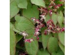 6 X Fiori Di Fata - Epimedium Rubrum | Vaso 9Cm X 9Cm