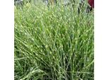 6 X Erba Zebrina Zebrinus - Miscanthus Sinensis 'Zebrinus' | Vaso 9Cm X 9Cm