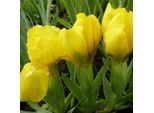 6 X Iris - Iris Pumila 'Brassie' | Vaso 9 Cm X 9 Cm