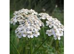 6 X Achillea Millefolium 'Weisses Wunder' | Vaso 9 Cm X 9 Cm